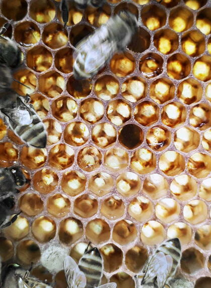 Ein Bienenschwarm auf einer Honigwabe