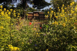 Bienenstöcke in Wildblumenwiese