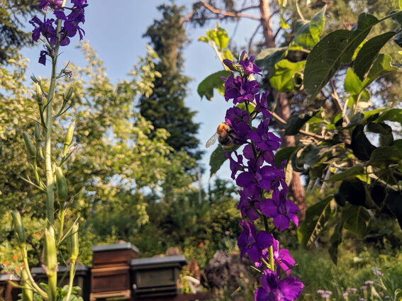 Hummel an Rittersporn-Blüte