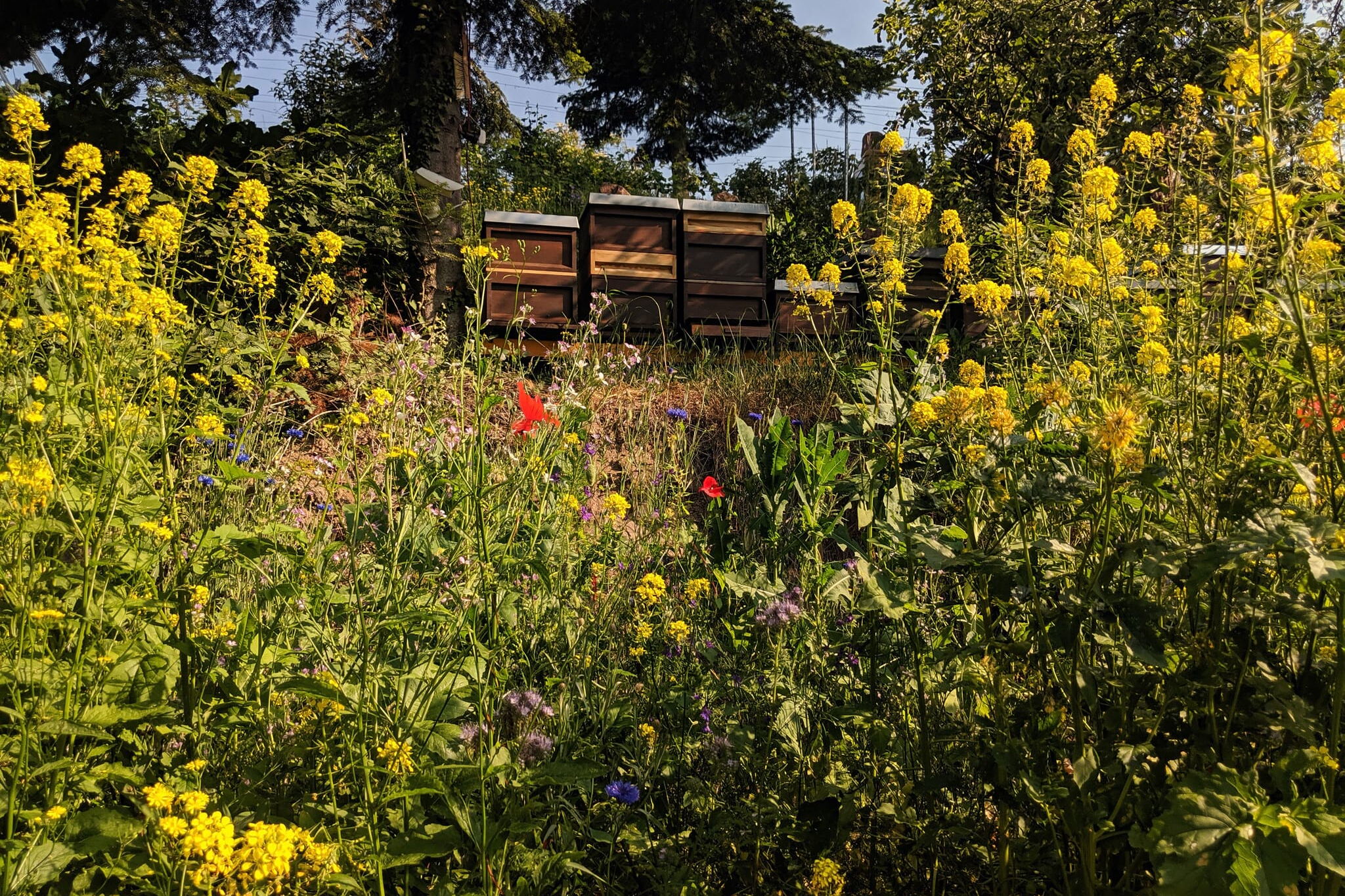 Bienenstöcke in Wildblumenwiese
